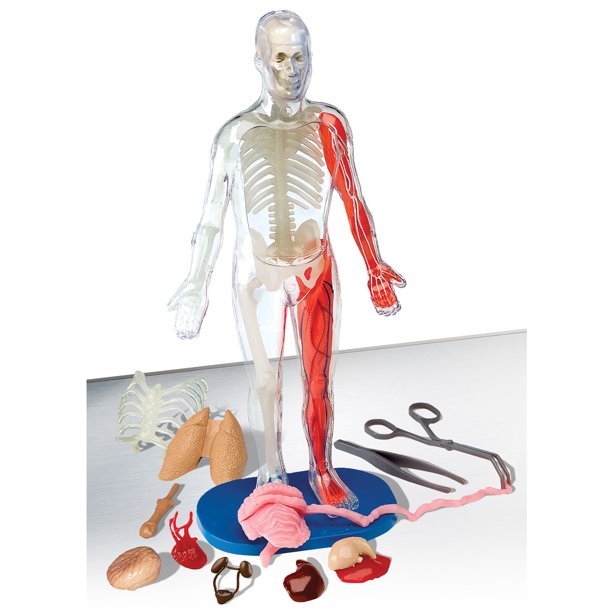 💀 Juego Educativo Didactico El Cuerpo Humano Y Sus Organos🫀 