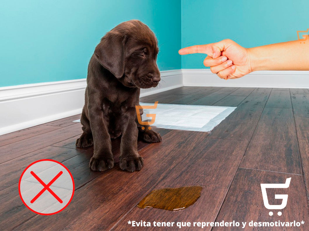 Tapete reutilizables Para Cachorro Inoloro Grande