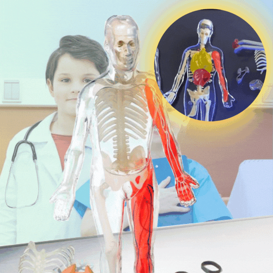 💀 Juego Educativo Didactico El Cuerpo Humano Y Sus Organos🫀 