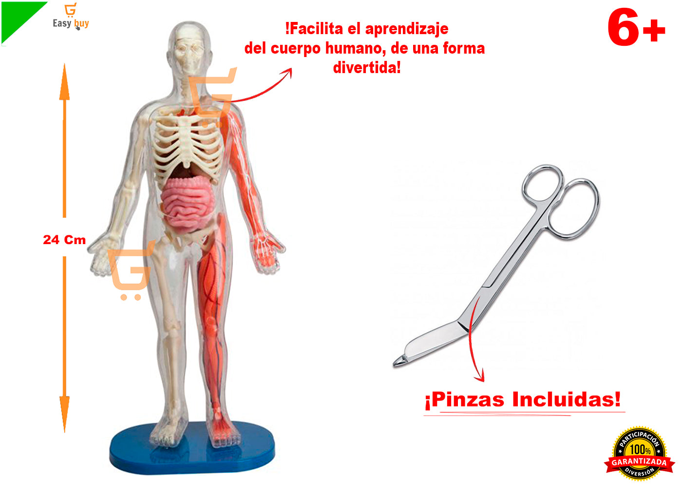 💀 Juego Educativo Didactico El Cuerpo Humano Y Sus Organos🫀 